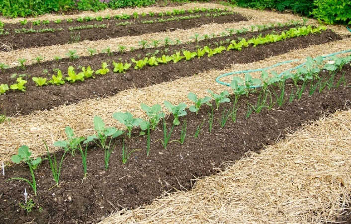 Отношение овощных культур к внешним условиям: влажность