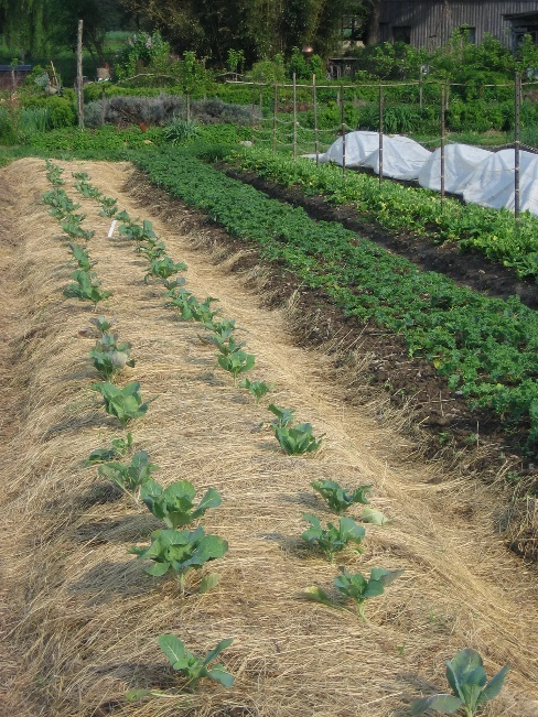 Отношение овощных культур к внешним условиям: влажность