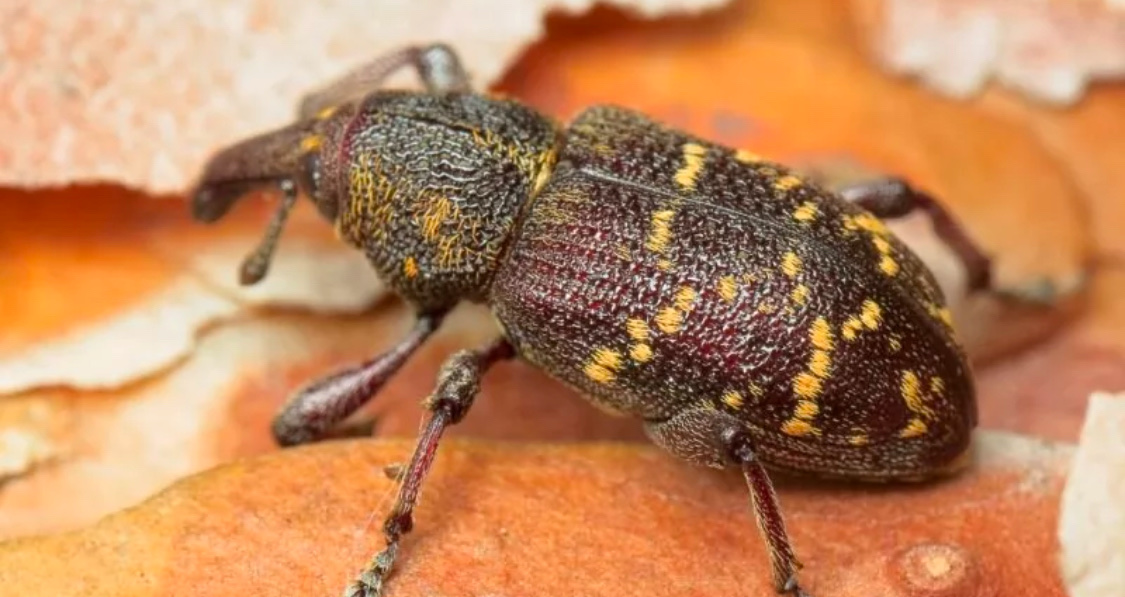 Долгоносик-короед плодовый