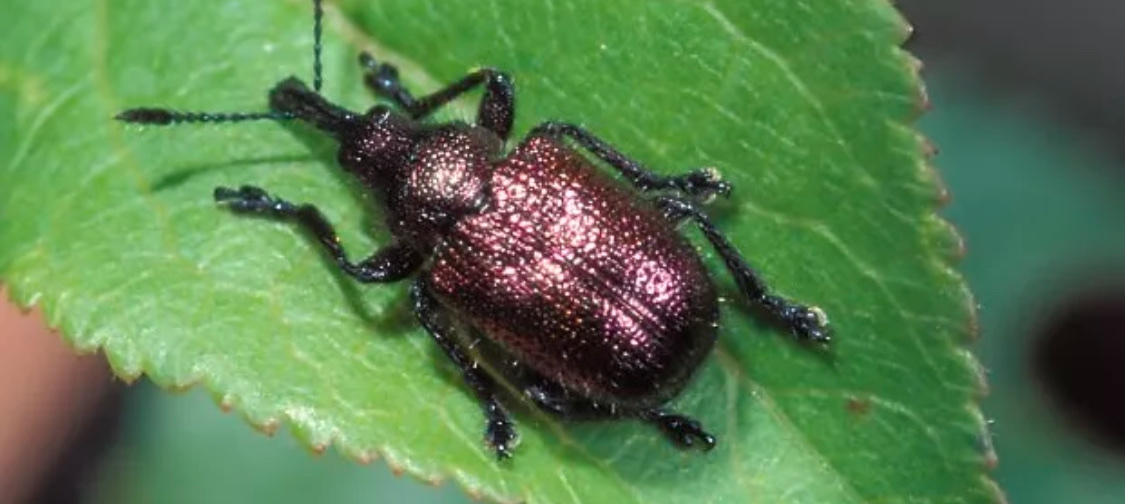 Долгоносик-короед плодовый