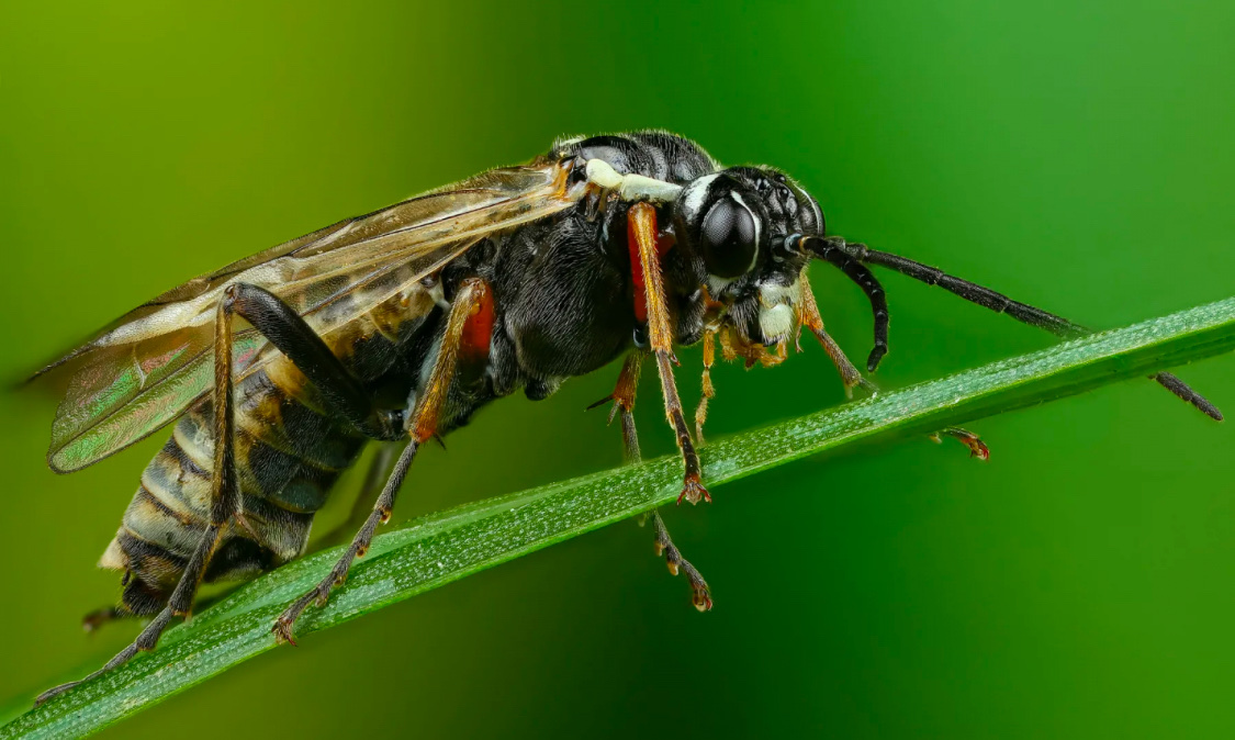 Пилильщики