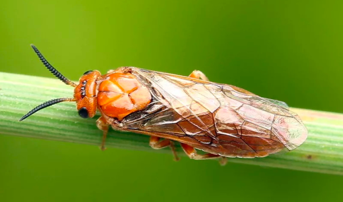 Пилильщики