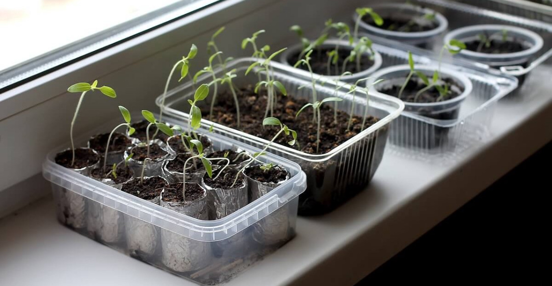 Лунный посевной календарь на март 2025