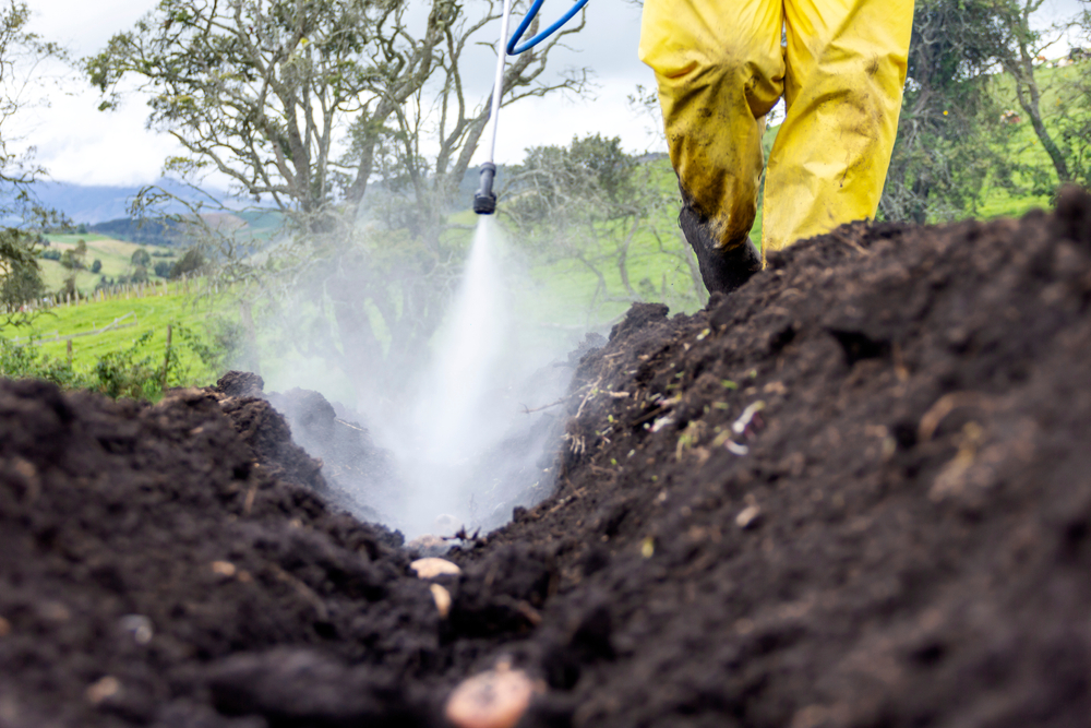 Чем обработать картофель перед посадкой от колорадского жука, проволочника и болезней