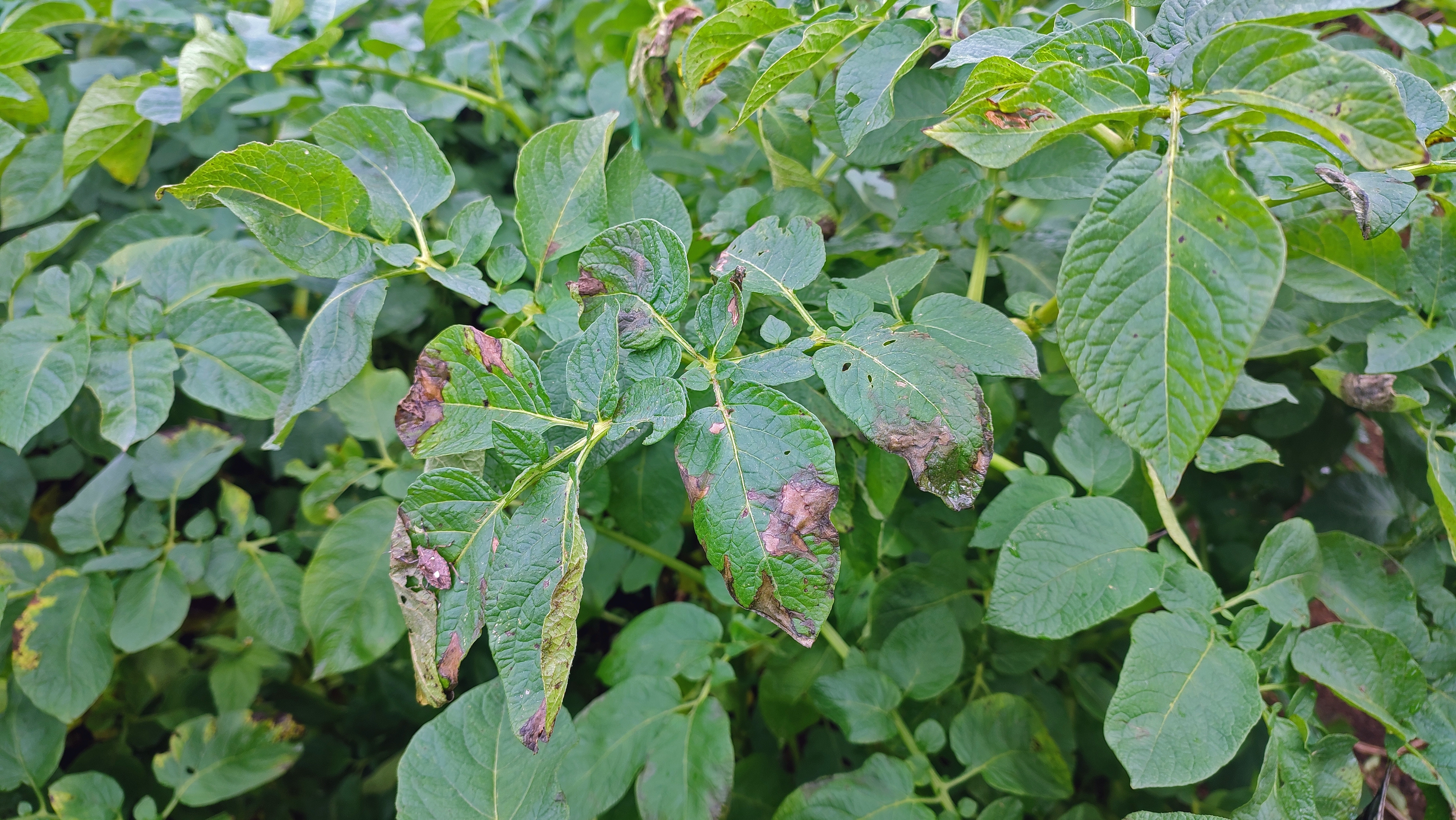 Чем обработать картофель перед посадкой от колорадского жука, проволочника и болезней