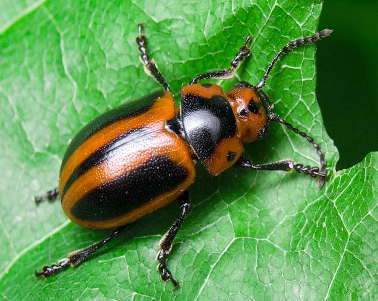 Рапсовый листоед