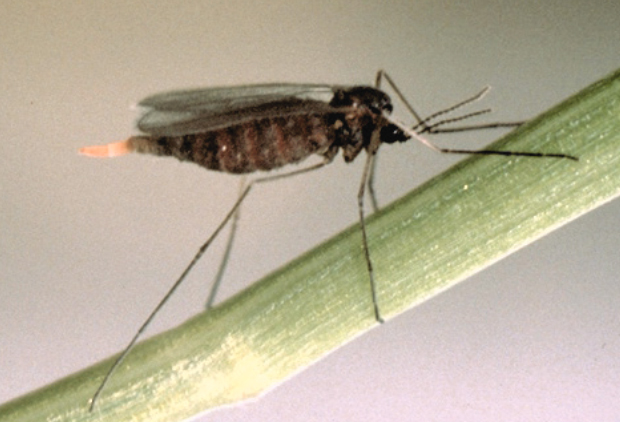 Гессенская муха