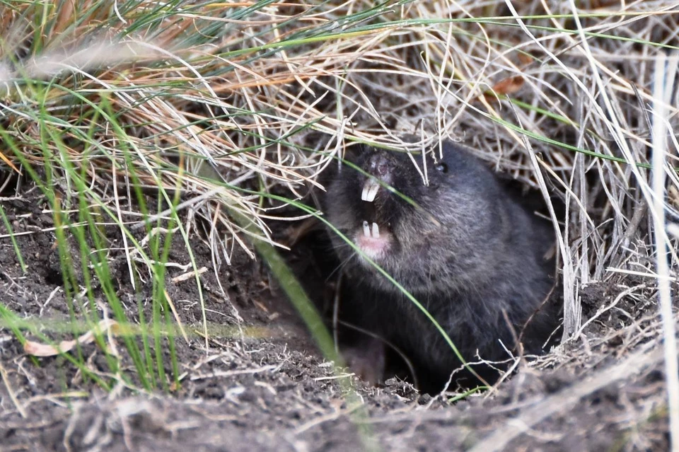 Обыкновенная слепушонка