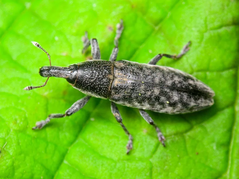 Свекловичный стеблеед