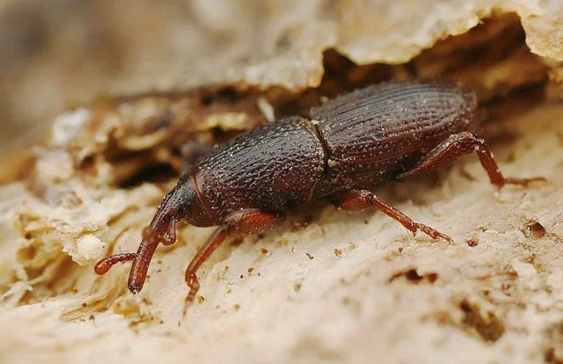 Амбарная зерновка