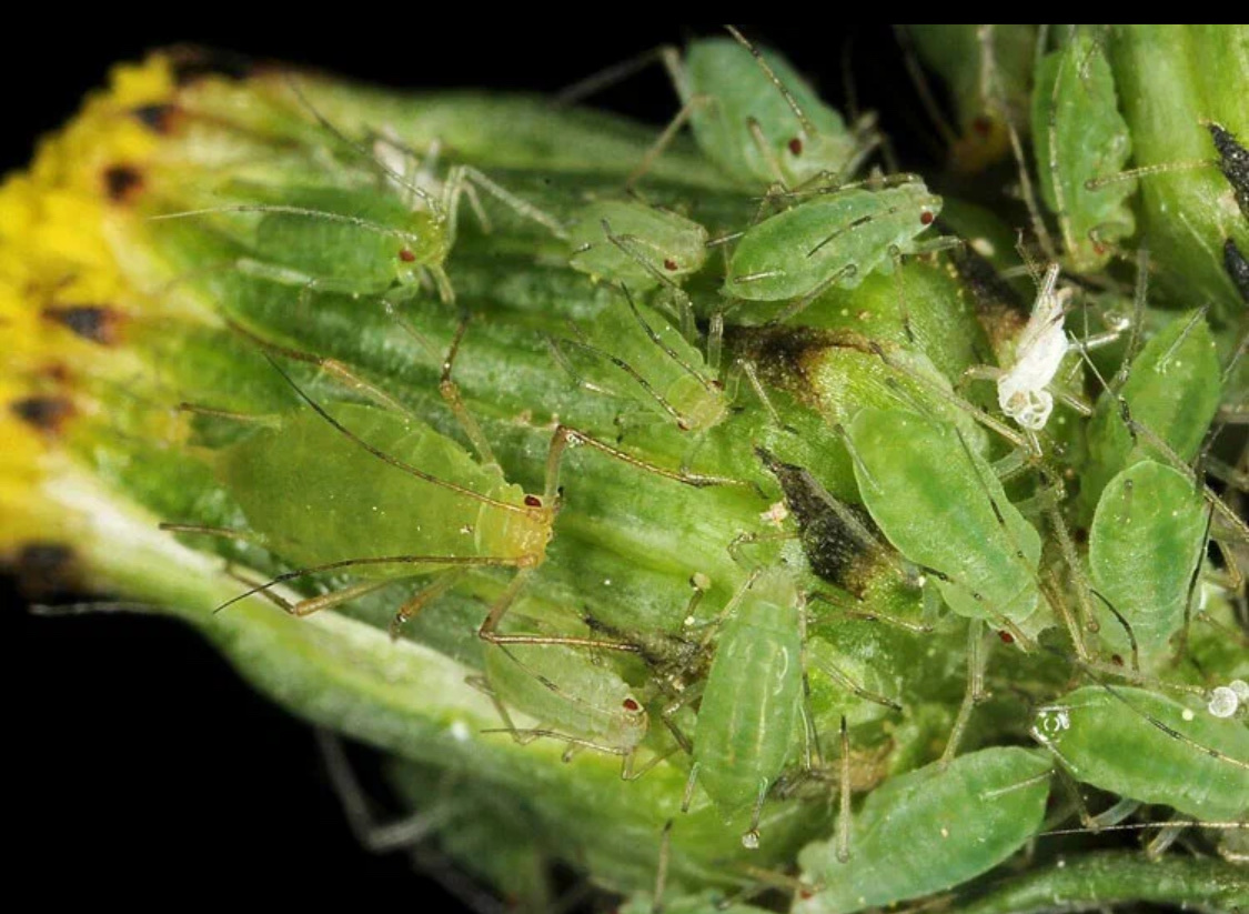 Гороховая тля