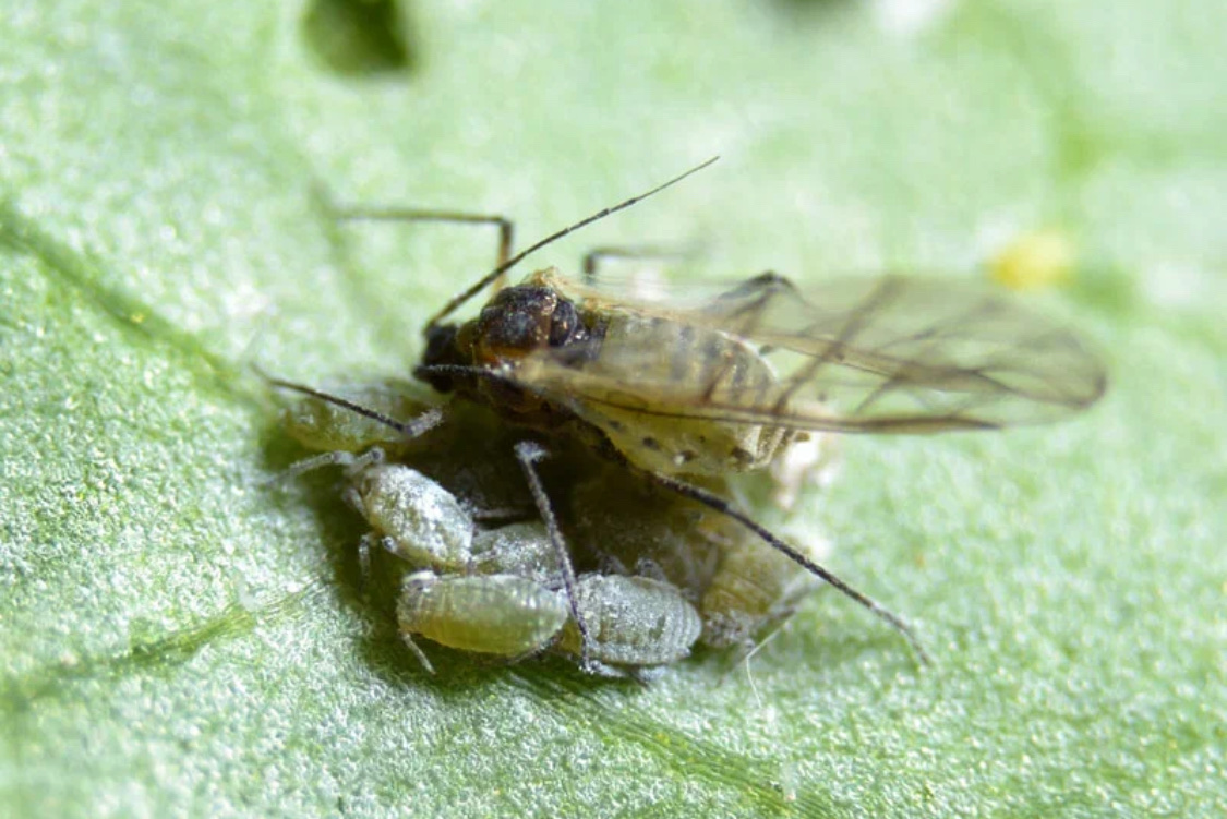 Капустная тля