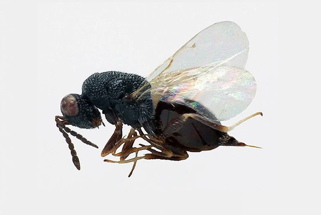 Люцерновая толстоножка