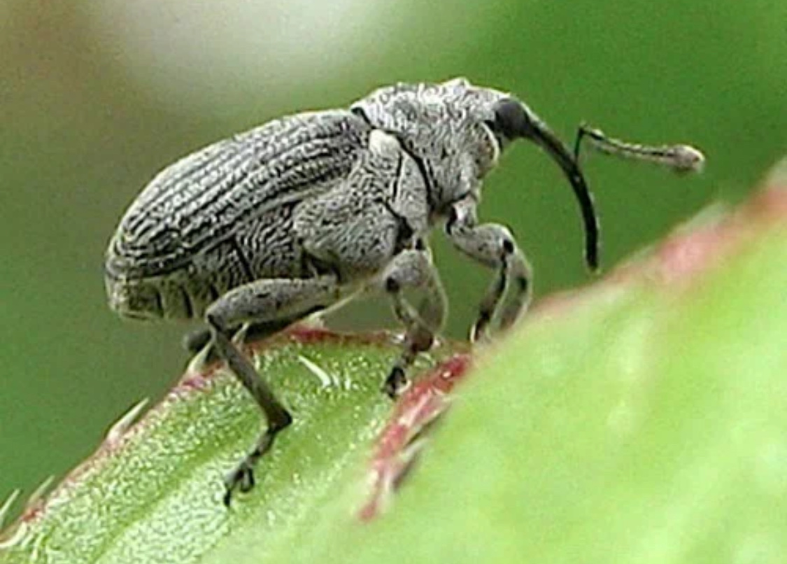 Рапсовый семенной скрытнохоботник