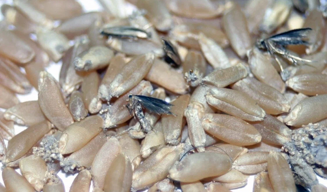 Амбарная зерновая моль