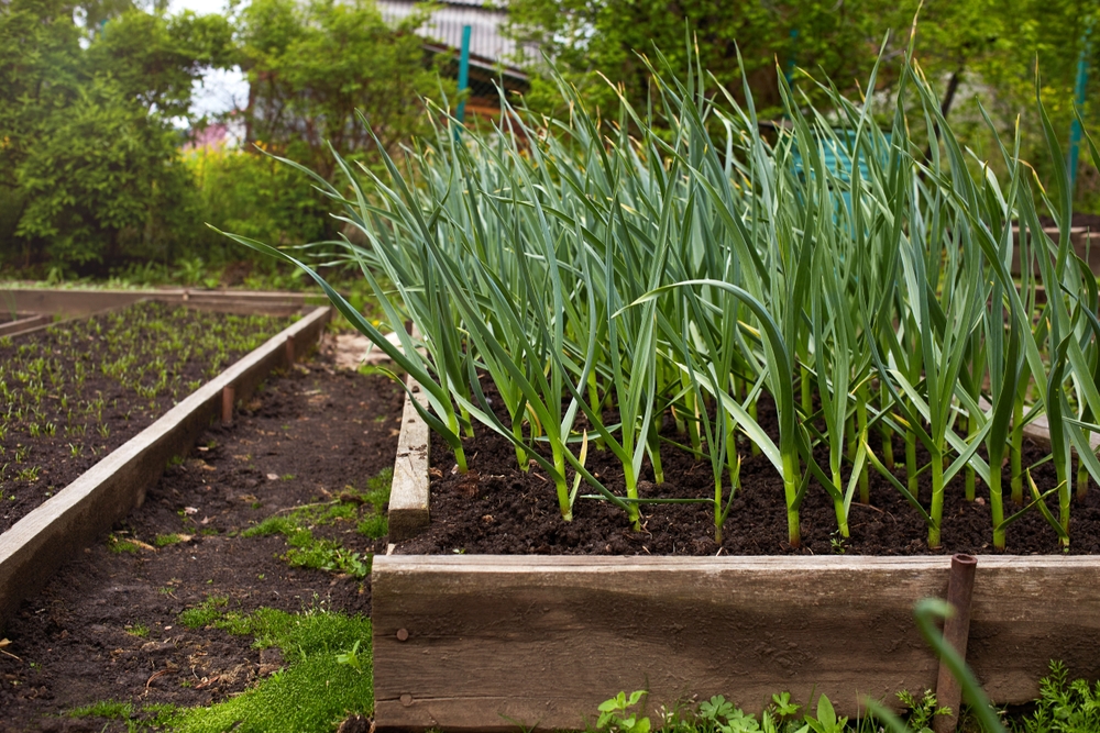 Что можно сажать в открытом грунте на следующий год после лука