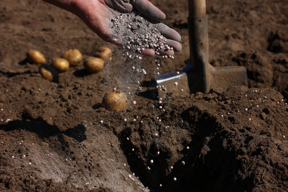 Какие удобрения вносить в лунку при посадке картофеля весной