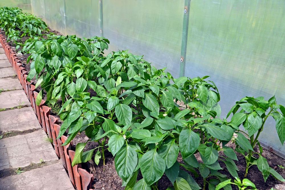 Схема посадки перца в теплице: как правильно