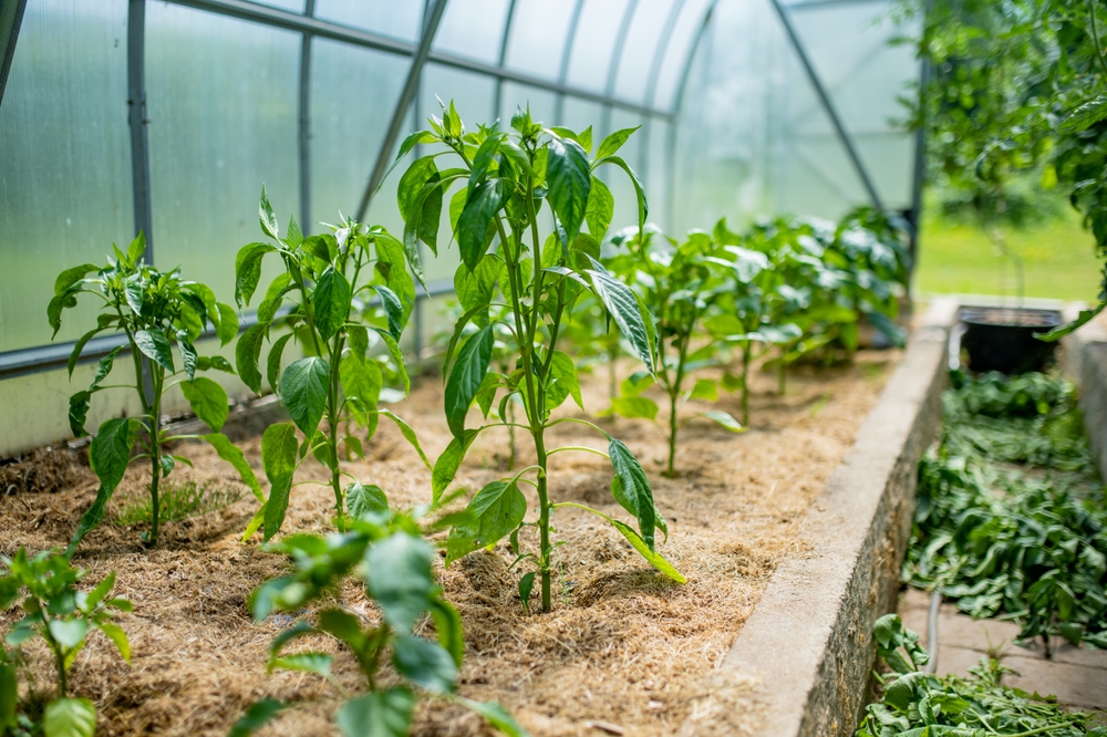 Схема посадки перца в теплице: как правильно