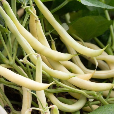 Лучшие сорта фасоли для открытого грунта