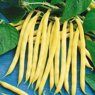 Лучшие сорта фасоли для открытого грунта