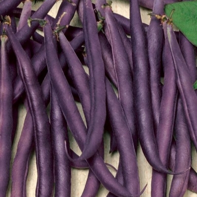 Лучшие сорта фасоли для открытого грунта