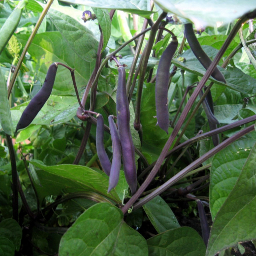 Лучшие сорта фасоли для открытого грунта