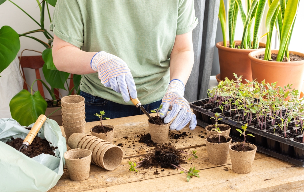 Чем удобрять рассаду помидоров в домашних условиях