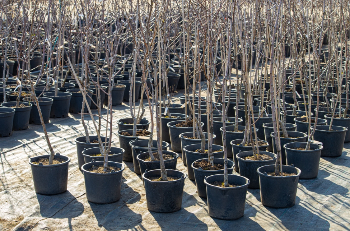 Посадка саженцев яблони весной: как правильно