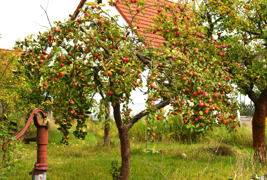 Посадка саженцев яблони весной: как правильно