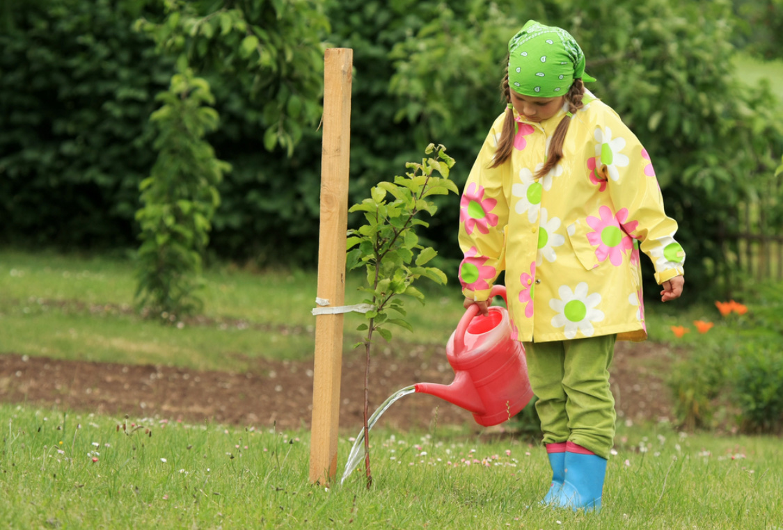 Посадка саженцев яблони весной: как правильно