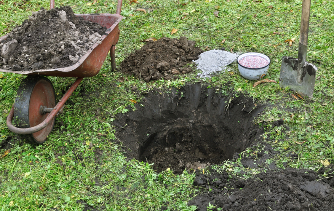 Посадка саженцев яблони весной: как правильно