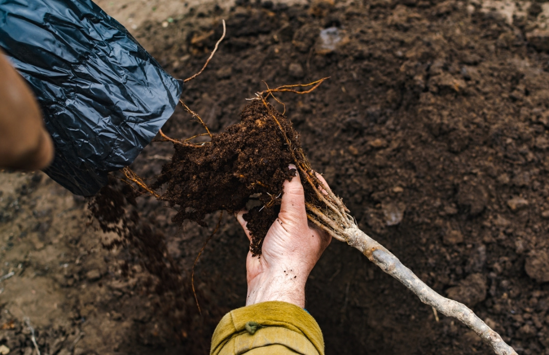Посадка саженцев яблони весной: как правильно