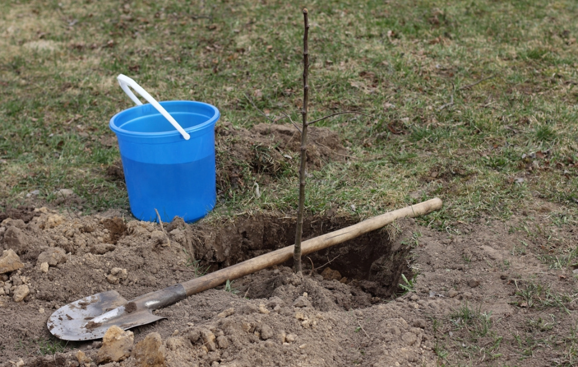 Посадка саженцев яблони весной: как правильно