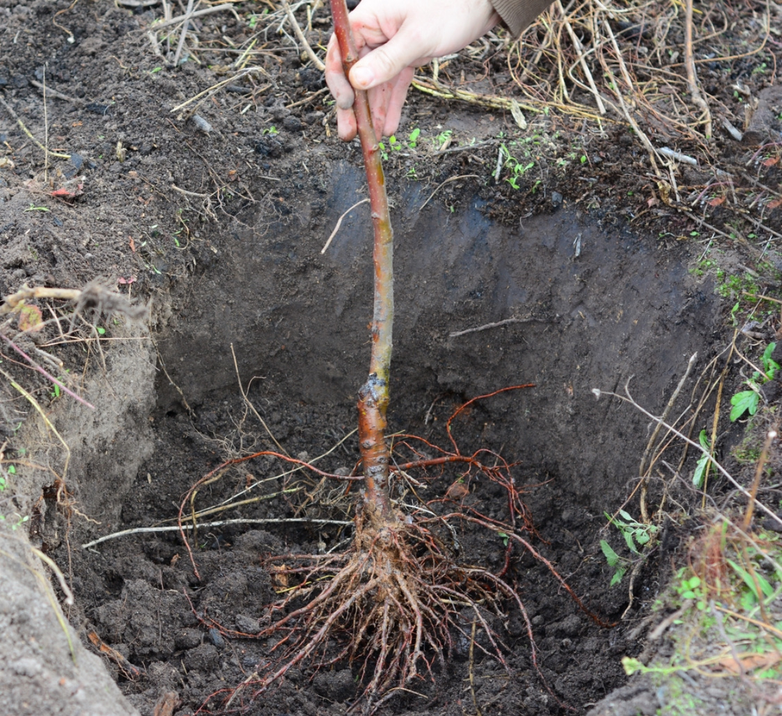 Посадка саженцев яблони весной: как правильно