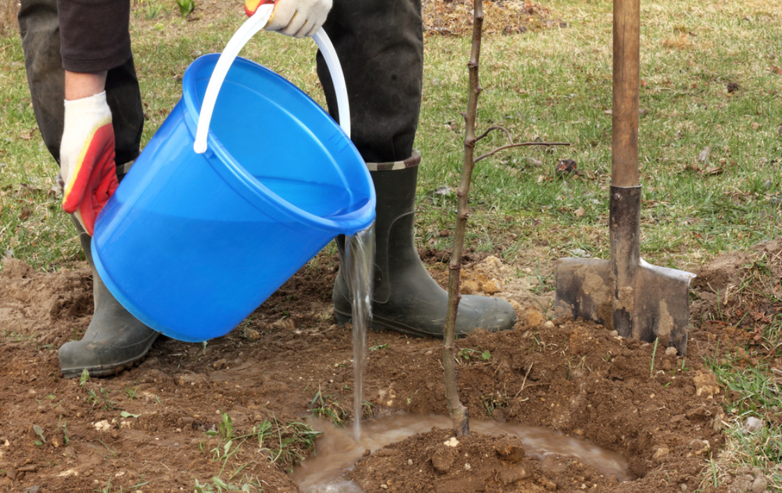 Посадка саженцев яблони весной: как правильно