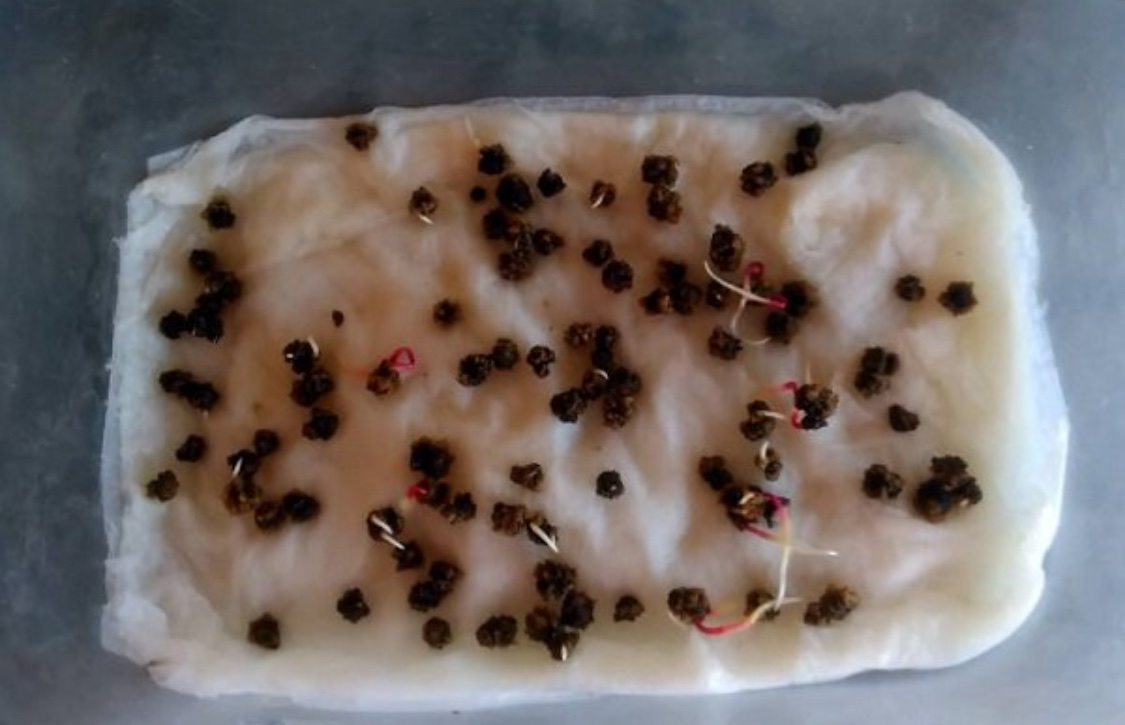 Посадка свеклы весной в открытый грунт семенами