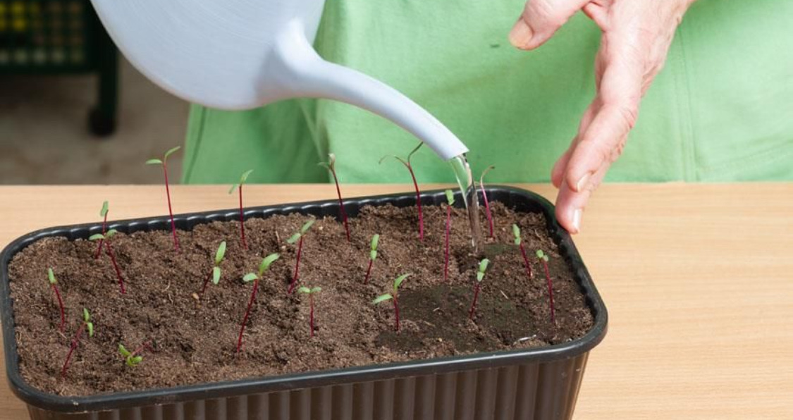 Посадка свеклы весной в открытый грунт семенами