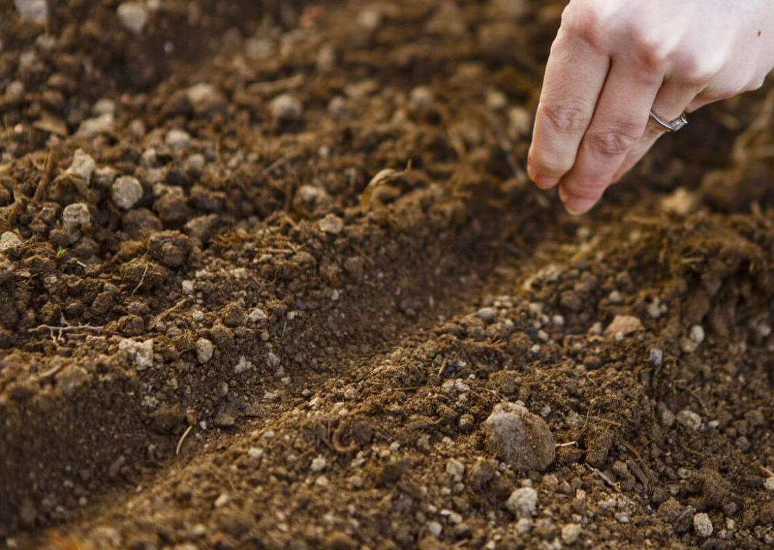 Посадка свеклы весной в открытый грунт семенами