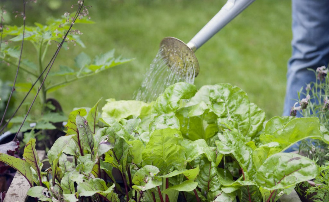 Посадка свеклы весной в открытый грунт семенами