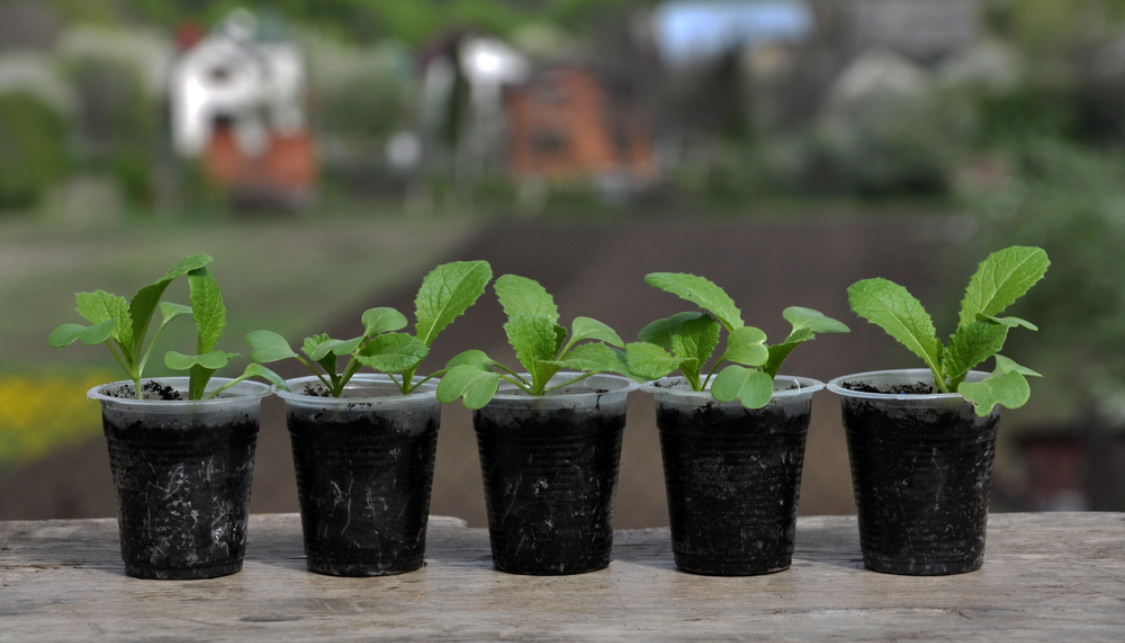 Как вырастить пекинскую капусту в открытом грунте