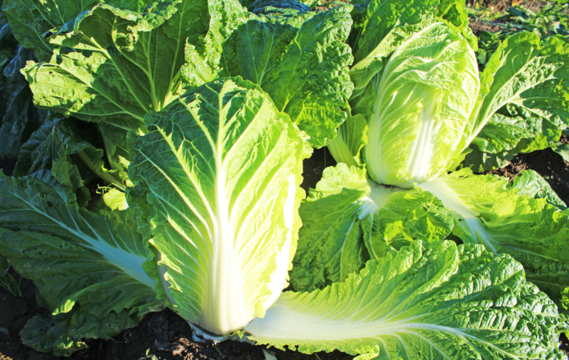 Как вырастить пекинскую капусту в открытом грунте