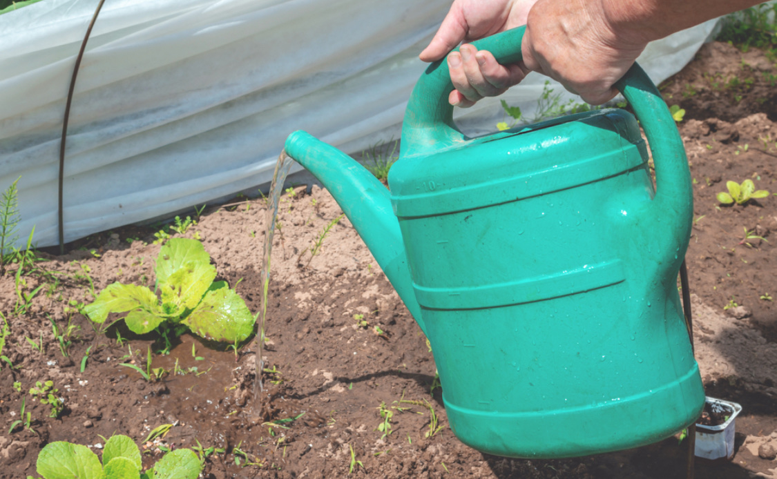 Как вырастить пекинскую капусту в открытом грунте