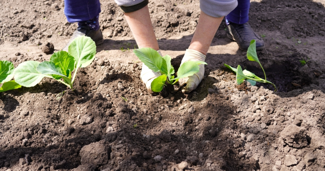 Как вырастить пекинскую капусту в открытом грунте