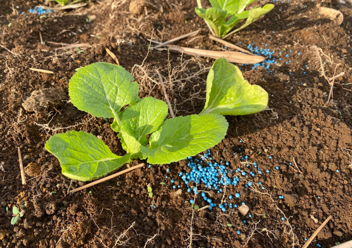 Как вырастить пекинскую капусту в открытом грунте