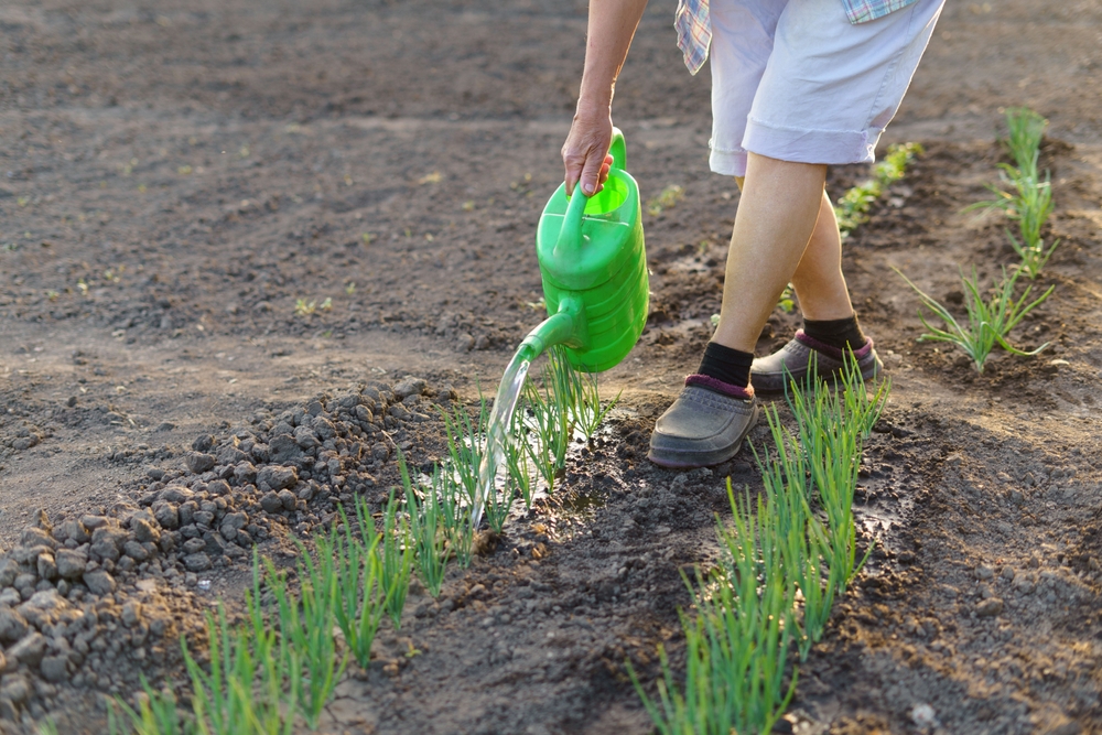 Чем подкормить лук весной: делаем правильно