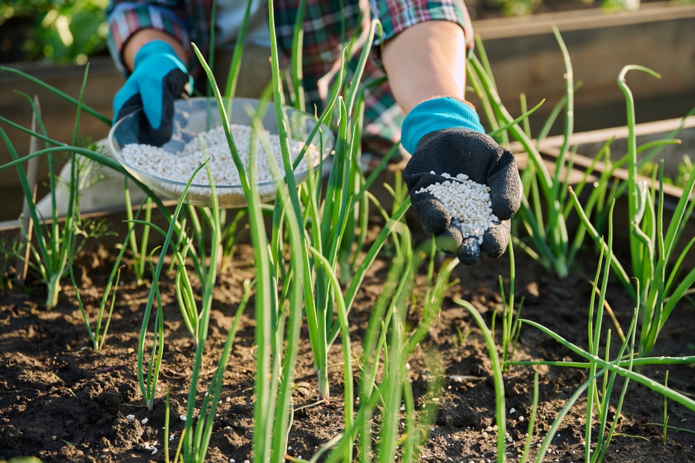 Чем подкормить лук весной: делаем правильно