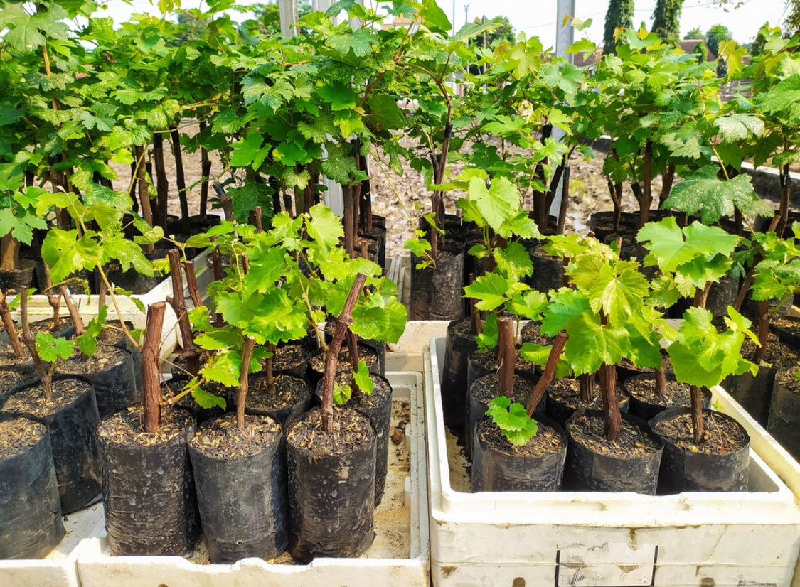 Когда и как высаживать виноград в открытый грунт весной