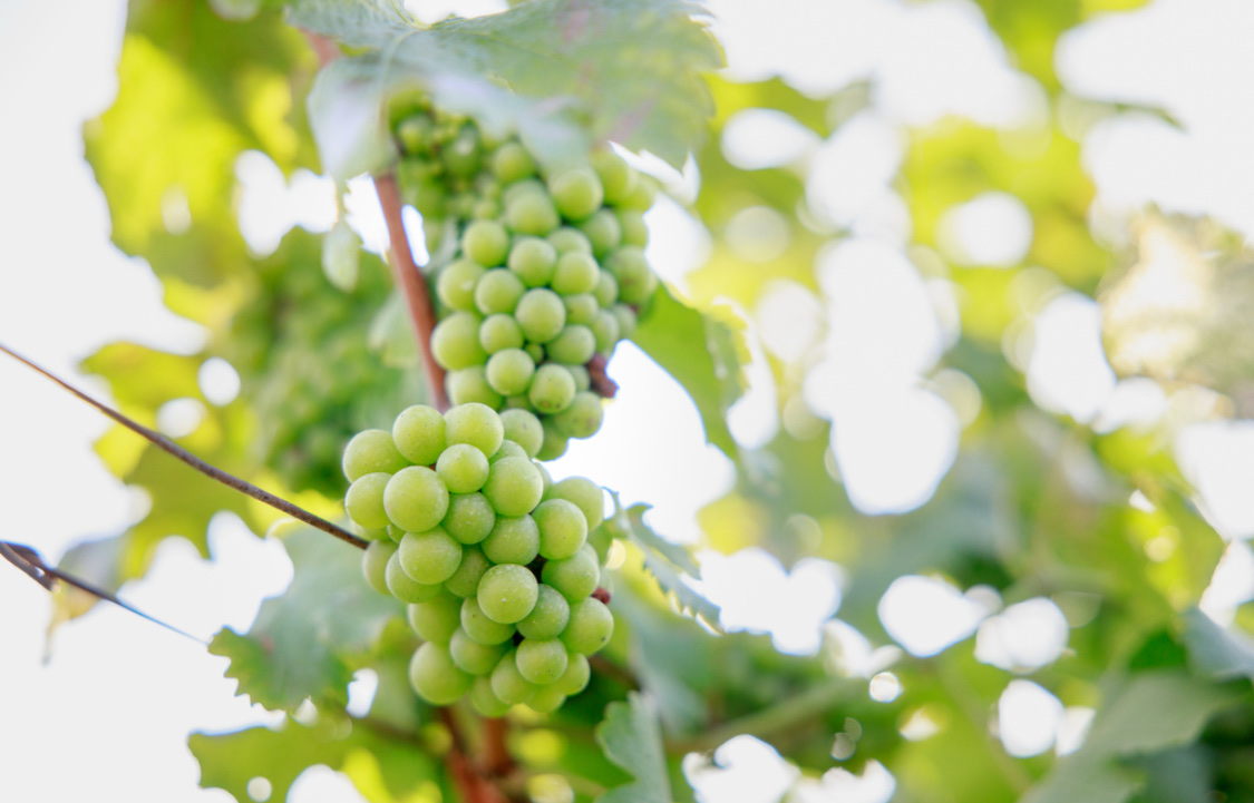 Когда и как высаживать виноград в открытый грунт весной