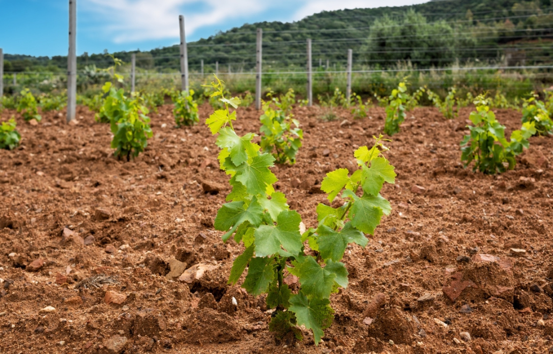 Когда и как высаживать виноград в открытый грунт весной